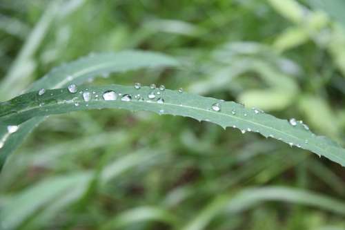 Leaf Green Water Nature Landscape Drip Liquid