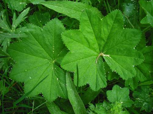 Leaf Green Forest