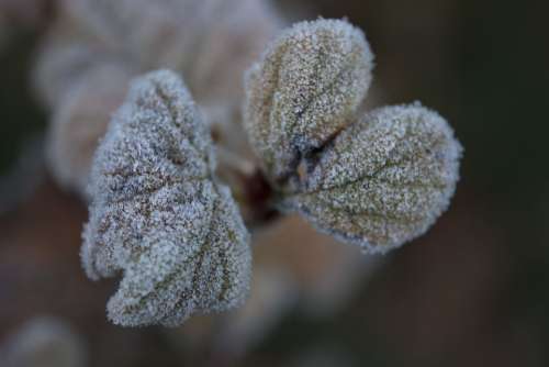Leaf Frost Frozen Cold Morning Leaves Winter