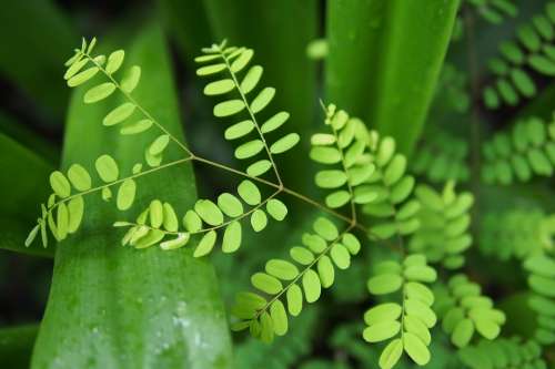 Leaf Nature Rain Forest Glass Tree Green