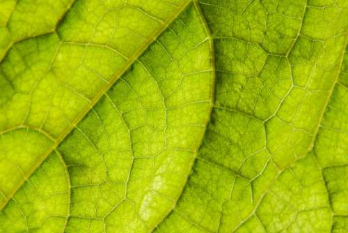 Leaf Backlighting Cucumber Cucumis Sativus