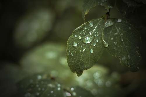 Leaf Green Tree Forest Rain Drops Close-Up Macro