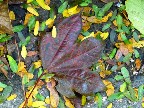 Leaf Maple Colorful Leaves Red Leaf Autumn
