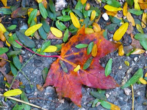 Leaf Maple Colorful Leaves Red Leaf Autumn