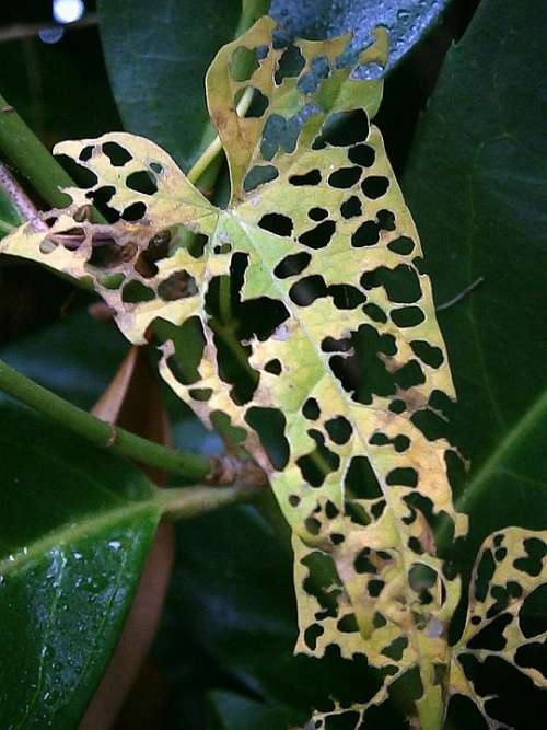Leaf Eaten On Holey Ate Hole Holes Pattern
