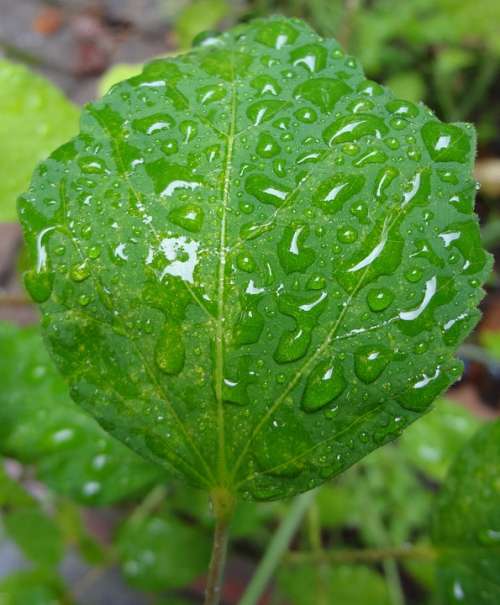 Leaf Rain Rainy Raindrop Raindrops Green