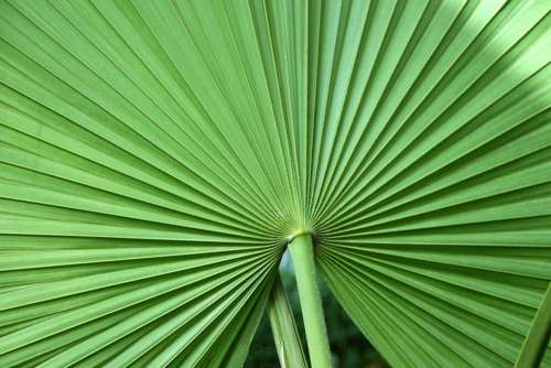 Leaf Tropical Leaf Tropical Plant Palm Palm Leaf