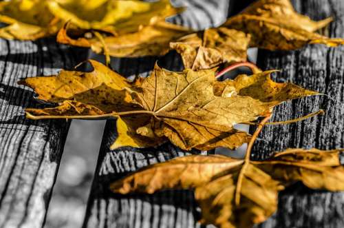 Leaf Leaves Autumn Seasons Nature Natural Colored