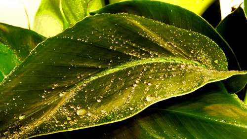 Leaf Drop Green Droplets Moist