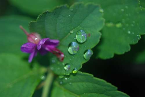 Leaf Plant Flower Ornamental Garden-Lunaria Garden