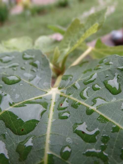 Leaf Water Tomorrow Branch Green