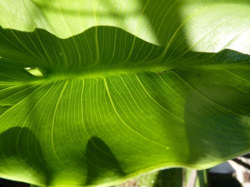 Leaf Macro Nature