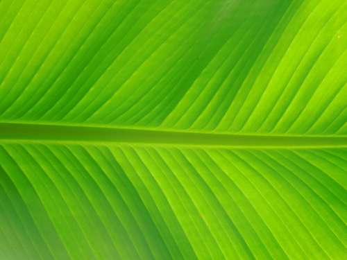 Leaf Palm Nature Green Tree