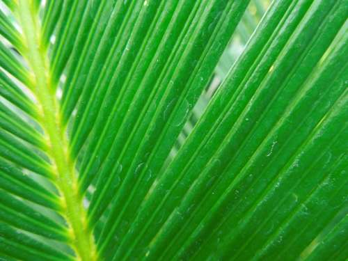 Leaf Green Nature Cycas