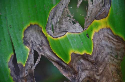 Leaf Leaves Colorful Green Macro Nature