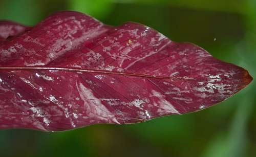 Leaf Leaves Colorful Macro Nature Drop Drops