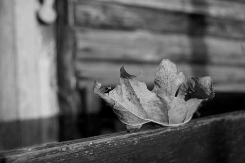 Leaf Autumn Dead Lonely Wither Wood Hut
