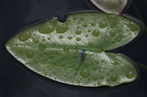 Leaf Floating Drop Of Water Dragonfly Usa Florida