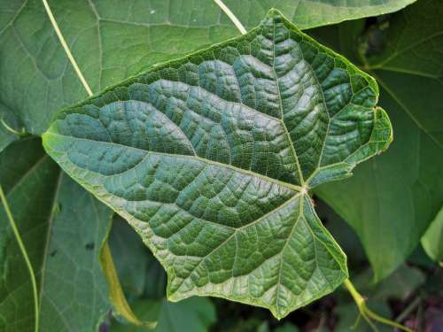 Leaf Green Veins Patterned Fine Detail