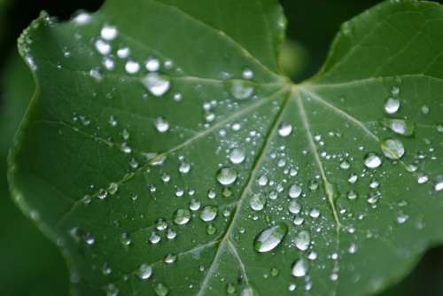 Leaf Green Nature Drops Of Water