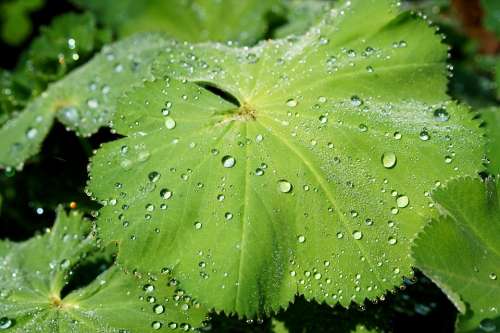 Leaf Plant Green Macro Drop Of Water Rain Sparkle