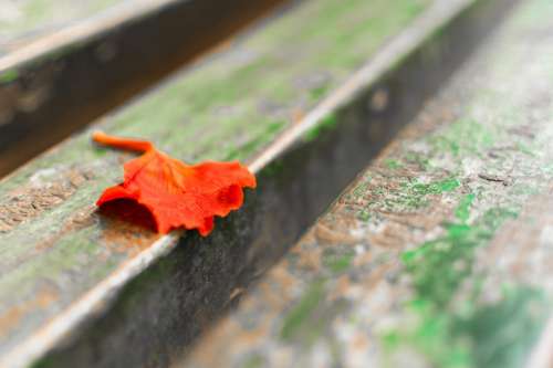 Leaf Leaves Red Orange Park Bench Petal Blurry