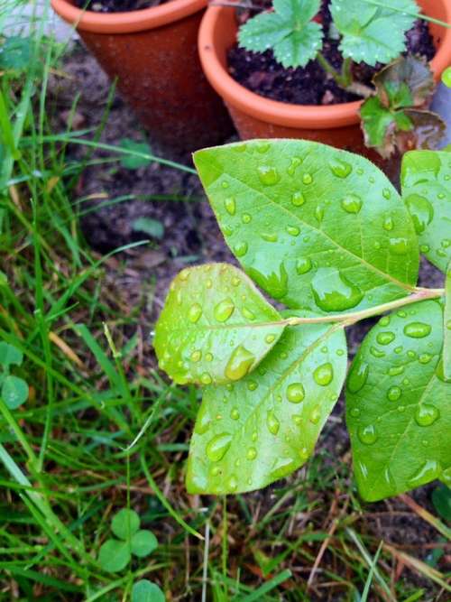 Leaf Drop Green Moist Plant