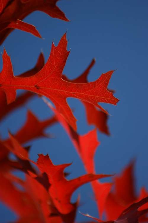 Leaf Oak Red Blue Sky Leaves Fall Autumn
