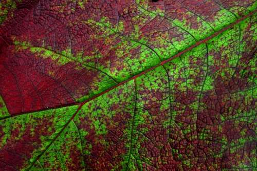 Leaf Detail Nature Close-Up Macro