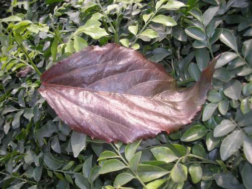 Leaf Red Natural Plant