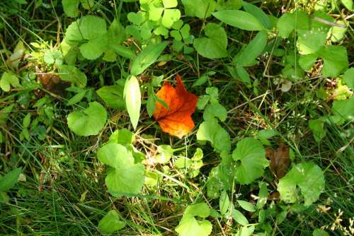 Leaf Weeds Plants Green Nature Grass Leaves