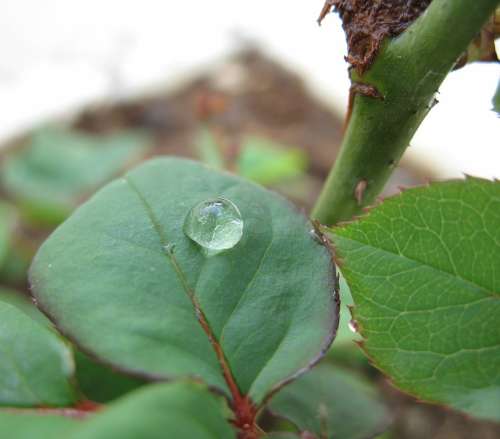 Leaf Drop Green Nature Water Close-Up Liquid