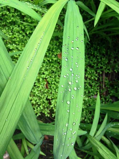 Leaf Drip Green Dewdrop Glitter