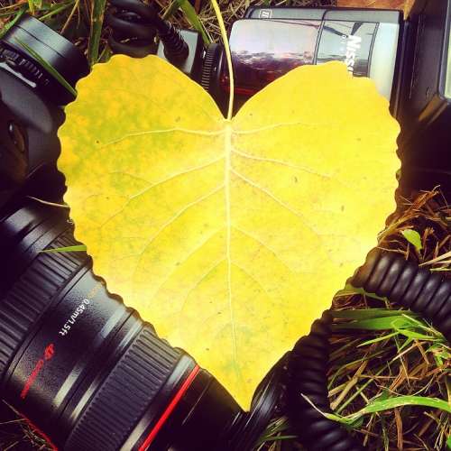 Leaf Yellow Canon Foliage Heart Lens Photography