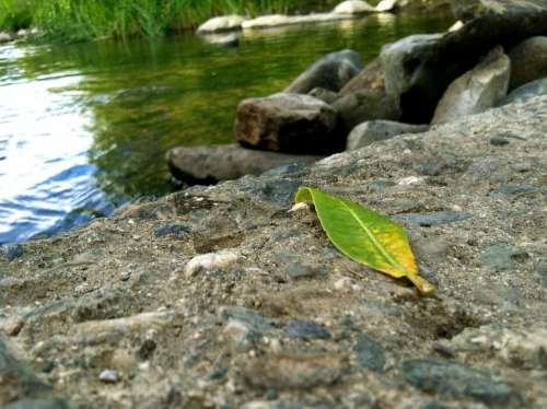 Leaf Water Rock Green Abstract Clean Purity