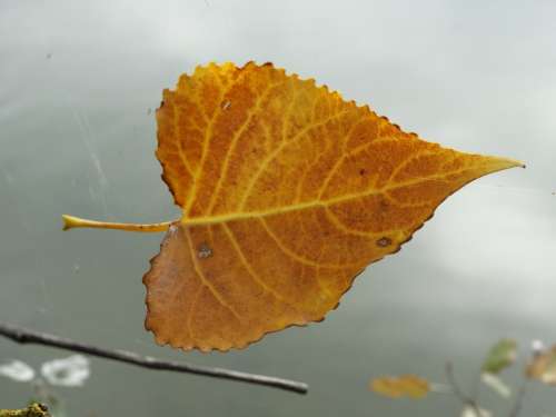 Leaf Yellow Structure Flying Float Nature