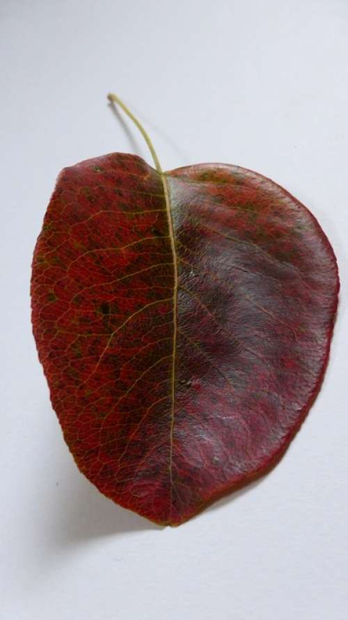 Leaf Pear Autumn Leaves Red Colorful Color