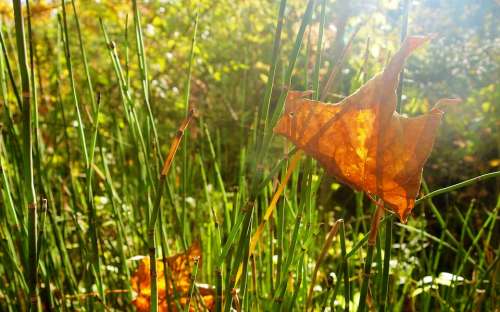 Leaf Grass Weeds Sunlight Green Autumn
