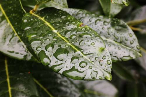 Leaf Drop Of Water Structure Raindrop Drip Macro