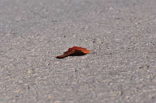 Leaf Leaves Asphalt Road