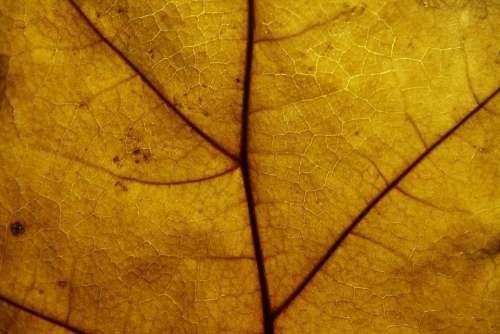 Leaf Structure Pattern Texture Background Nature