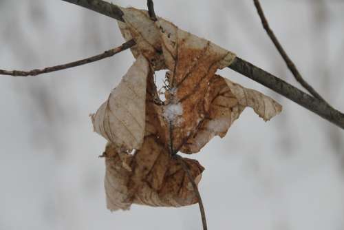 Leaf Winter Snow Snowy Wintry Botany
