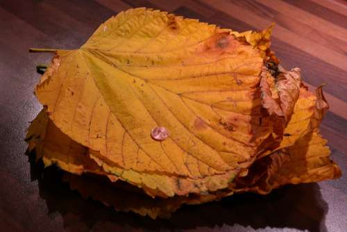 Leaf Pile Elm Leaves Mountain Elm Size Comparison