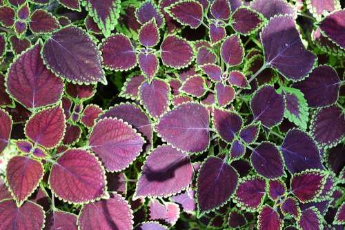 Leaf Texture Texture Leaves Maroon Leafs Garden