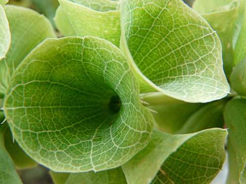 Leaves Chalices Green Summer Plant