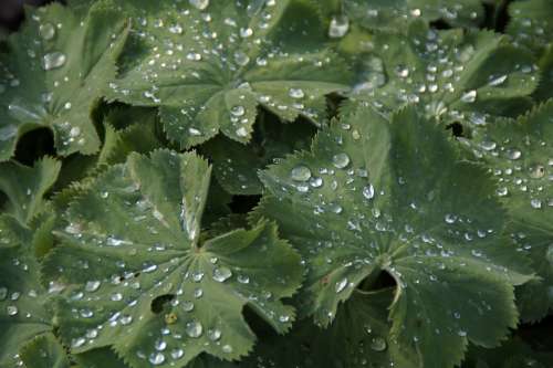 Leaves Raindrop Drip Drop Of Water Dewdrop Green