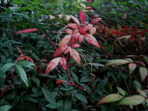 Leaves Oblong Clump Red Holy Bamboo Garden