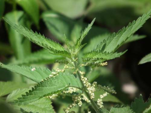 Leaves Nettle Green Scratchy Greens Grass