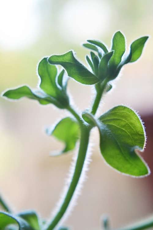 Leaves Back Lit Nature Plant Young Plant Grow