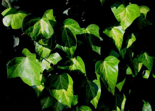 Leaves Ivy Green Veined Blanched Sunlight Climber